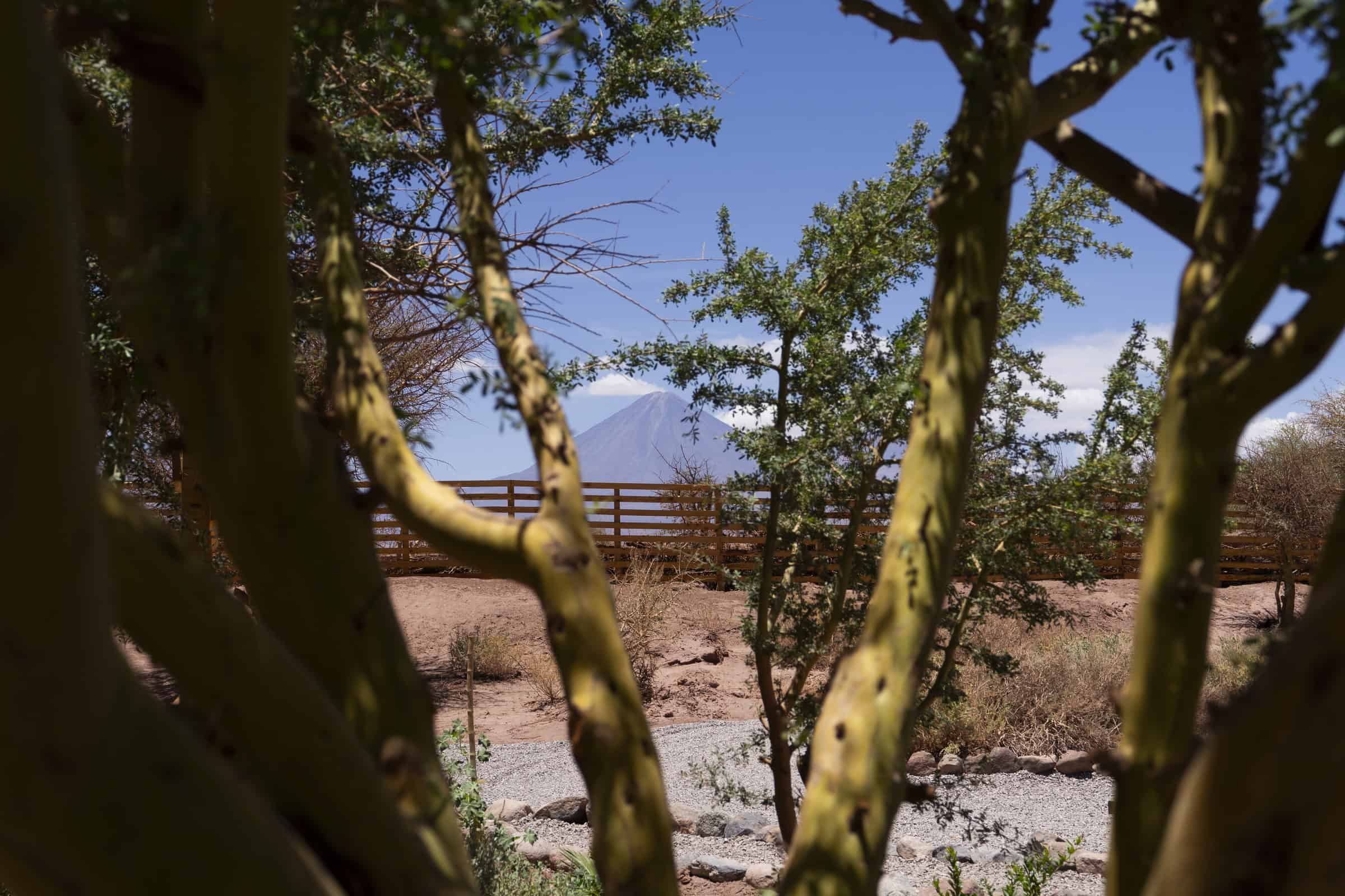 Vista del volcán Licancabur a través de ramas de chañares