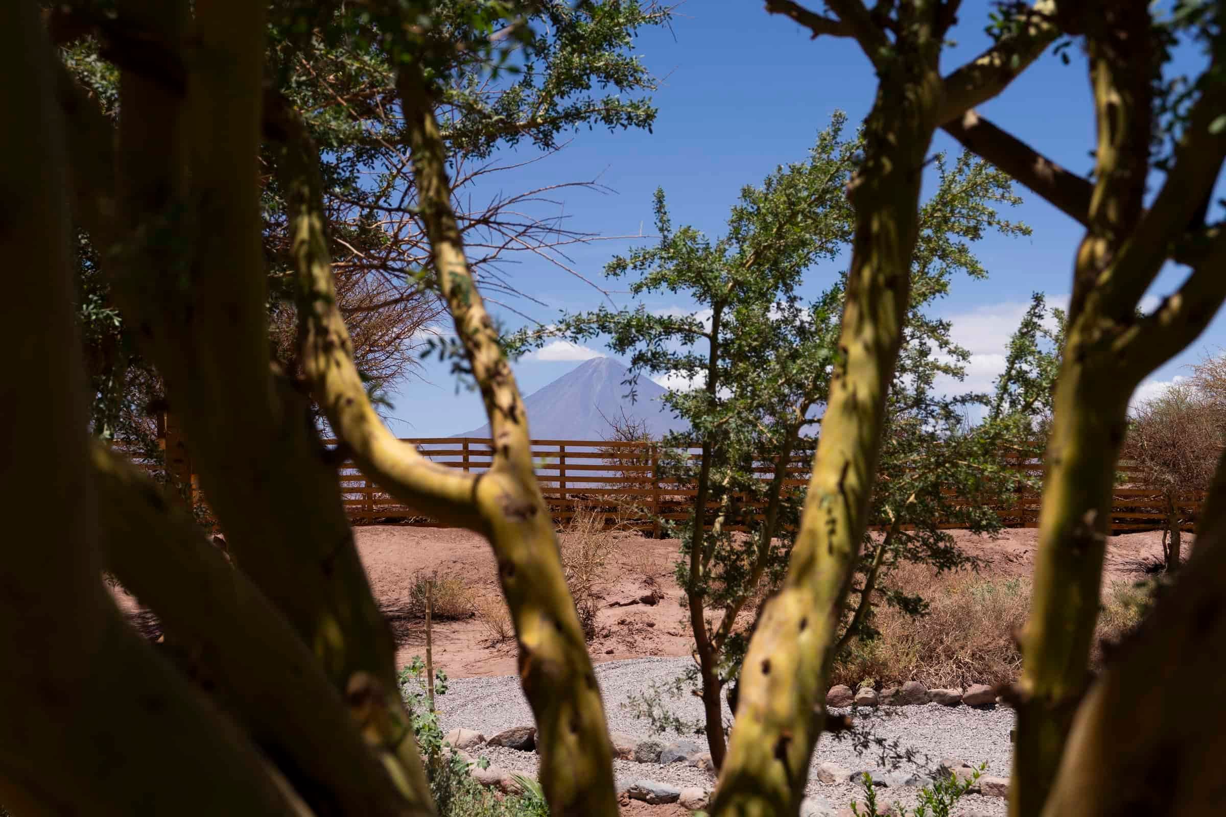 View of Licancabur volcano through chañar branches